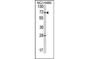 Image no. 1 for anti-Ubiquitin Specific Peptidase 21 (USP21) (AA 232-262), (Middle Region) antibody (ABIN357424) (USP21 抗体  (Middle Region))