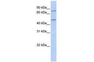 Image no. 1 for anti-Zinc Finger Protein 491 (ZNF491) (N-Term) antibody (ABIN6740636) (ZNF491 抗体  (N-Term))