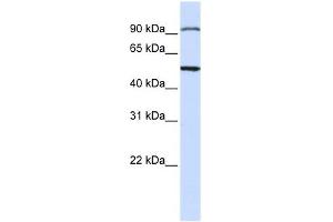 STAMBP antibody used at 1 ug/ml to detect target protein. (STAMBP 抗体  (N-Term))