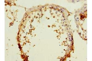 Immunohistochemistry of paraffin-embedded human testis tissue using ABIN7167109 at dilution of 1:100 (GFR 抗体  (AA 201-444))