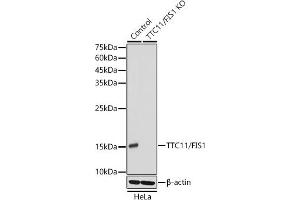 Western blot analysis of extracts from wild type (WT) and TTC11/FIS1 knockout (KO) HeLa cells, using TTC11/FIS1 antibody (ABIN7267209) at 1:1000 dilution. (Fission 1 抗体)