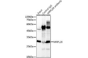 Immunoprecipitation analysis of 300 μg extracts of K-562 cells using 3 μg MRPL28 antibody (ABIN7268566). (MRPL28 抗体)