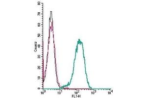 Cell surface detection of Human C3aR by indirect flow cytometry in live intact human THP-1 monocytic leukemia cells: (black line) Cells. (C3AR1 抗体  (Extracellular))