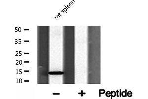 Western blot analysis of RPL31 Antibody expression in rat spleen tissue lysates. (RPL31 抗体  (Internal Region))