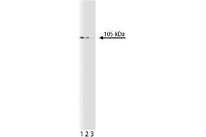 Western blot analysis of MCM6 on HeLa lysate (ABIN968535). (MCM6 抗体  (AA 670-792))