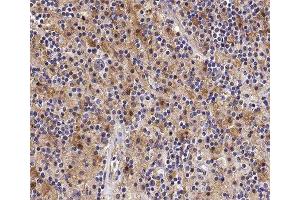 ABIN6277877 at 1/100 staining human Lymph node tissue sections by IHC-P. (STK4 抗体  (C-Term))