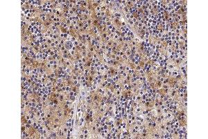 ABIN6277877 at 1/100 staining human Lymph node tissue sections by IHC-P. (STK4 抗体  (C-Term))