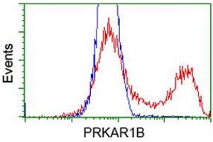 HEK293T cells transfected with either RC207809 overexpress plasmid (Red) or empty vector control plasmid (Blue) were immunostained by anti-PRKAR1B antibody (ABIN2454464), and then analyzed by flow cytometry. (PRKAR1B 抗体)