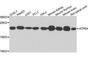Western blot analysis of extract of various cells, using ATP5H antibody. (ATP5H 抗体)