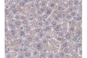 Figure. (DNAJC2 抗体  (AA 368-621))