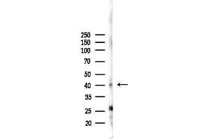 anti-Trace Amine Associated Receptor 3 (Gene/pseudogene) (TAAR3) (Internal Region) antibody