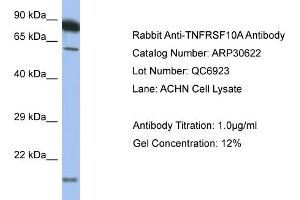 WB Suggested Anti-TNFRSF10A Antibody   Titration: 1. (TNFRSF10A 抗体  (C-Term))