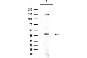 Western blot analysis of lysates from Mouse testis, using RALYL Mouse Monoclonal Antibody at 1/1000 dilution.