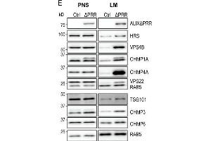ALIXΔPRR recruits VPS22 and ESCRT-III proteins to endosomes.