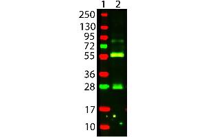 Western Blot of AVIDIN Texas Conjugated Lane 2: Biotin conjugated Guinea Pig IgG Load: 100 ng per lane Secondary antibody: AVIDIN Texas Conjugated at 1:1,000 for 30 min at RT Block: 1% BSA-TTBS 30 min RT Predicted/Observed size: 55 and 28 kDa, 55 and 28 kDa (Avidin Protein (AVD) (Texas Red (TR)))