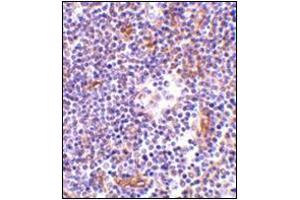Immunohistochemistry of KappaB ras in human lymph node tissue with this product at 1 μg/ml. (NKIRAS1 抗体  (Center))