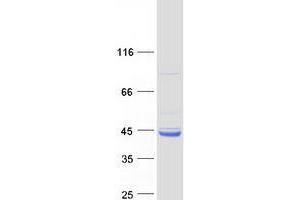 WDR92 Protein (Myc-DYKDDDDK Tag)