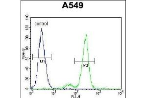 C Antibody (N-term) (ABIN654934 and ABIN2844577) flow cytometric analysis of A549 cells (right histogram) compared to a negative control cell (left histogram). (CEP164 抗体  (N-Term))