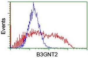Image no. 3 for anti-UDP-GlcNAc:BetaGal beta-1,3-N-Acetylglucosaminyltransferase 2 (B3GNT2) antibody (ABIN1496799) (B3GNT2 抗体)