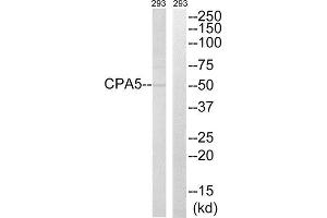Western Blotting (WB) image for anti-Carboxypeptidase A5 (CPA5) (Internal Region) antibody (ABIN1851020) (CPA5 抗体  (Internal Region))