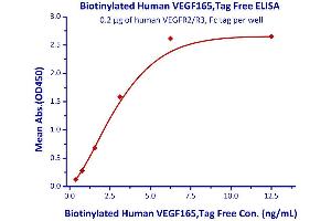 Immobilized human VEGFR2/R3, Fc tag at 2μg/mL (100 μL/well) can bind Biotinylated Human VEGF  with a linear range of 0. (VEGF Protein (AA 27-191) (Biotin))