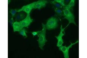 Immunofluorescence (IF) image for anti-Dynein, Cytoplasmic 1, Light Intermediate Chain 1 (DYNC1LI1) antibody (ABIN1497934) (DYNC1LI1 抗体)