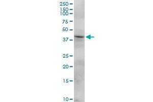 FCRLB MaxPab polyclonal antibody. (FCRLB 抗体  (AA 1-312))