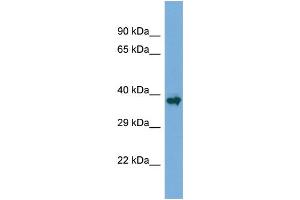 Host:  Rabbit  Target Name:  Runx1  Sample Type:  Mouse Skeletal Muscle lysates  Antibody Dilution:  1.