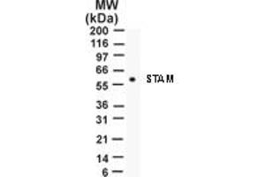 Image no. 1 for anti-Signal Transducing Adaptor Molecule (SH3 Domain and ITAM Motif) 1 (STAM) (AA 149-165) antibody (ABIN207868) (STAM 抗体  (AA 149-165))