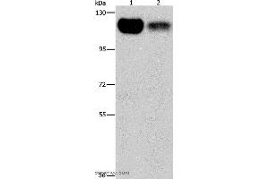 Western blot analysis of 293T and NIH/3T3 cell, using PRKD1 Polyclonal Antibody at dilution of 1:550 (PKC mu 抗体)