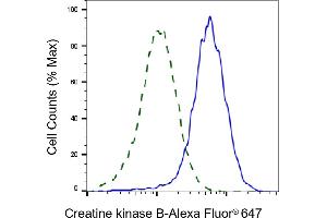 Validation of Creatine kinase B knockdown using flow cytometry. (Recombinant CKB 抗体)