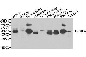 Western blot analysis of extracts of various cell lines, using RAMP3 antibody. (RAMP3 抗体)