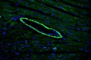 IF analysis of TAGLN/Transgelin using anti-TAGLN/Transgelin antibody (ABIN7600099). (Transgelin 抗体  (AA 15-170))