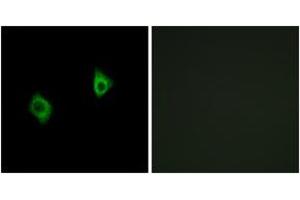 Immunofluorescence (IF) image for anti-Ribosomal Protein S9 (RPS9) (AA 31-80) antibody (ABIN2890068) (RPS9 抗体  (AA 31-80))