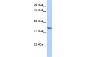 Western Blotting (WB) image for anti-RAB40A, Member RAS Oncogene Family (RAB40A) antibody (ABIN2463532) (RAB40A 抗体)