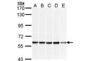 Image no. 2 for anti-DnaJ (Hsp40) Homolog, Subfamily C, Member 3 (DNAJC3) (AA 270-462) antibody (ABIN467547) (DNAJC3 抗体  (AA 270-462))