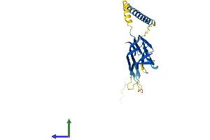 Protein Structure (PS) image for Tumor Necrosis Factor (Ligand) Superfamily, Member 14 (TNFSF14) (AA 1-239) protein (His tag) (ABIN7561790)