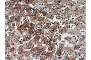 Image no. 8 for anti-Ubiquitin Specific Peptidase 9, X-Linked (USP9X) (AA 2246-2570) antibody (ABIN1491228)