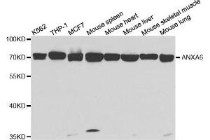 Western Blotting (WB) image for anti-Annexin A6 (ANXA6) antibody (ABIN1876578) (ANXA6 抗体)