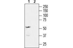 Western blot analysis of rat brain membranes: - 1. (Endothelin-1 Receptor 抗体  (C-Term, Intracellular))