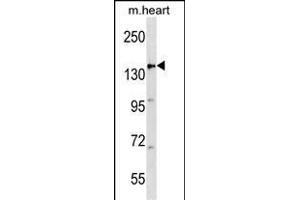 C Antibody (Center) 19274c western blot analysis in mouse heart tissue lysates (35 μg/lane). (APC 抗体  (AA 1148-1176))