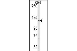 Western blot analysis of anti-LATS1 Antibody (N-term) (ABIN391033 and ABIN2841200) in K562 cell line lysates (35 μg/lane). (LATS1 抗体  (N-Term))