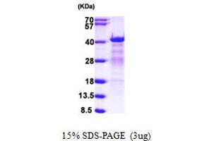 SDS-PAGE (SDS) image for Heterogeneous Nuclear Ribonucleoprotein C (C1/C2) (HNRNPC) (AA 1-293) protein (His tag) (ABIN6386716) (HNRNPC Protein (AA 1-293) (His tag))
