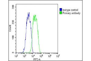 Overlay histogram showing HepG2 cells stained with (green line). (PABPC3 抗体  (AA 84-117))