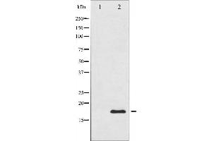 Western blot analysis of Histone H3. (Histone H3.1 抗体)