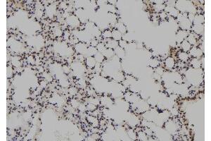 ABIN6273782 at 1/100 staining Mouse lung tissue by IHC-P. (MAGEB5 抗体  (N-Term))