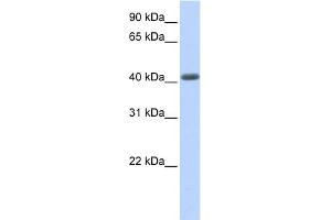 WB Suggested Anti-LRRC2 Antibody Titration:  0. (LRRC2 抗体  (N-Term))