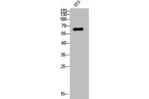 Western blot analysis of 3T3 lysis using Phospho-Fyn (Y530) antibody. (FYN 抗体  (pTyr530))