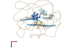 LIMCH1 Protein (AA 1-1057) (His tag)