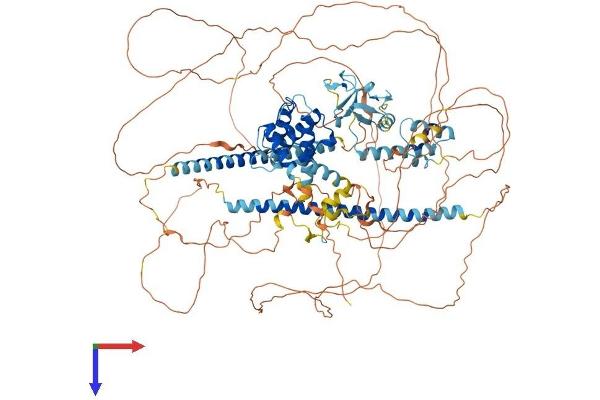LIMCH1 Protein (AA 1-1057) (His tag)